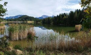 Panoramablick auf den Geroldsee umgeben von üppigem Schilf und Bergen im Hintergrund
