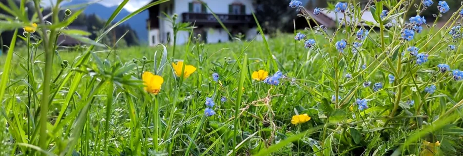 Nahaufnahme von Wildblumen mit dem Ferienhaus DER WIESENHOF im Hintergrund