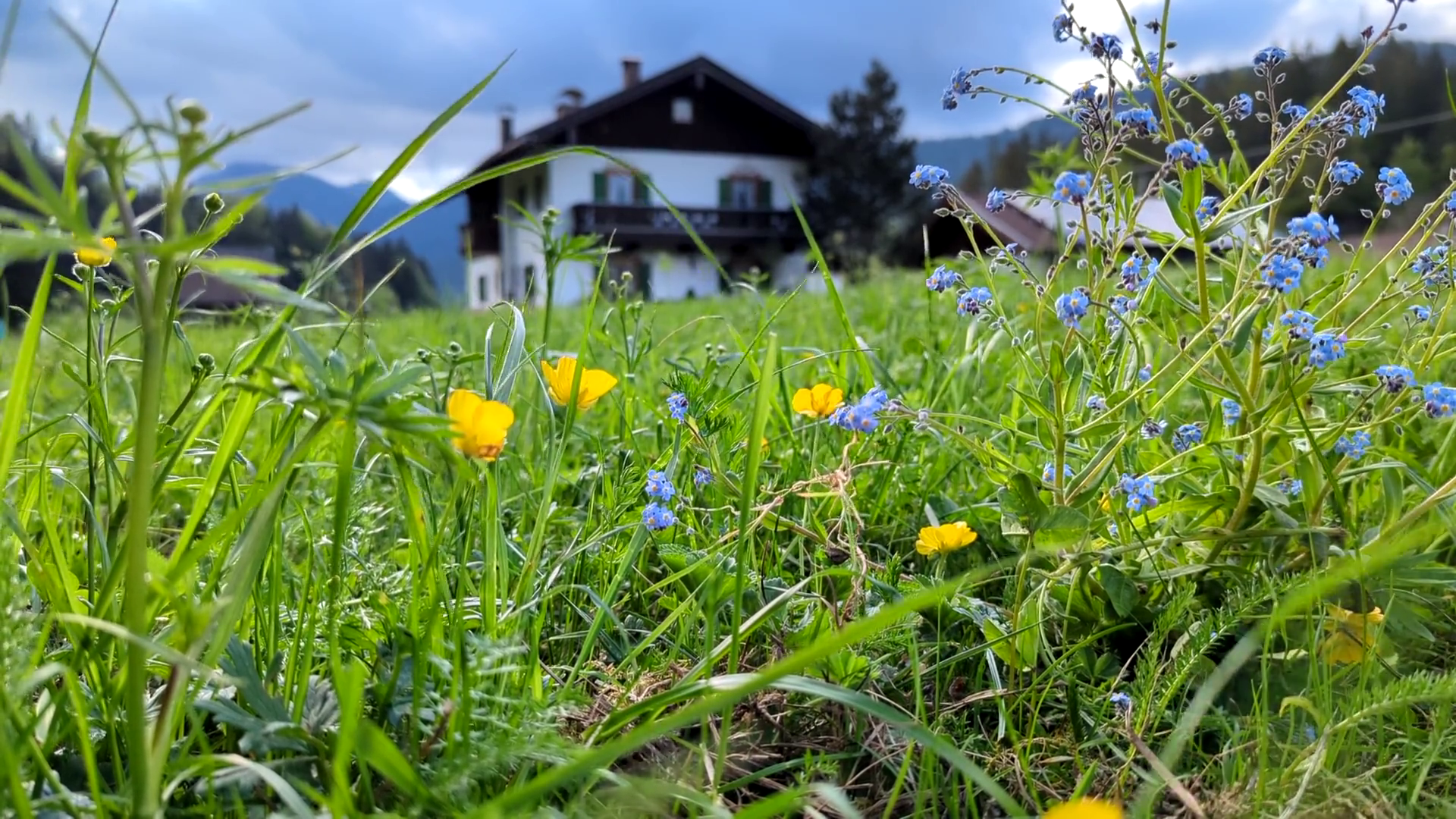 Nahaufnahme von Wildblumen mit dem Ferienhaus DER WIESENHOF im Hintergrund