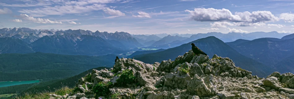 Zwei Alpendohlen auf Felsen mit Alpenpanorama am Heimgarten – Erlebnis nahe Ferienhaus Wiesenhof Klais.