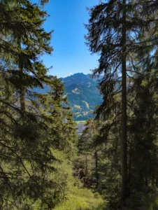 Waldweg am Wank mit Blick auf das Wettersteingebirge, Natururlaub und Wandern nahe Mittenwald und Klais.