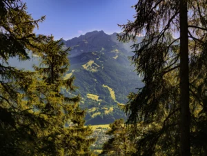 Blick durch Fichtenwald am Wank auf das Alpenpanorama bei Garmisch-Partenkirchen, Wanderurlaub in Oberbayern.